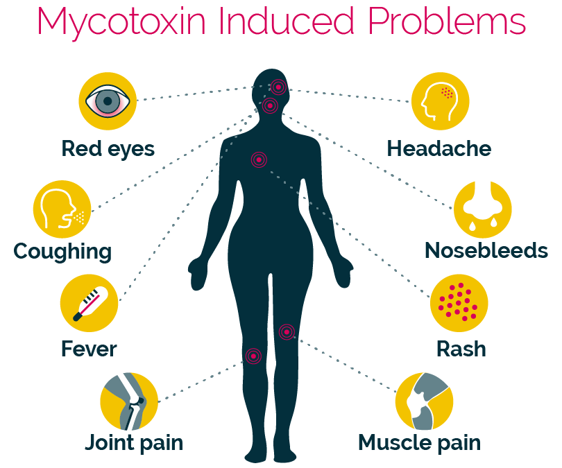 WHY MYCOTOXINS NEVER DIE